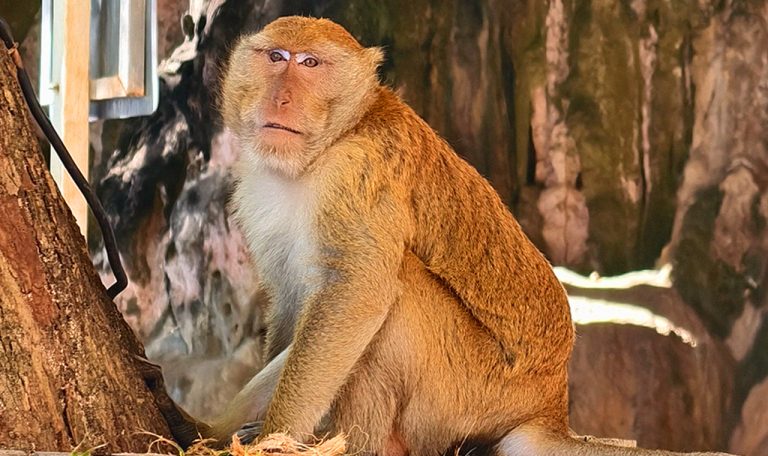 Tiger Marine Charter Destinations - Krabi and Hong Island-08